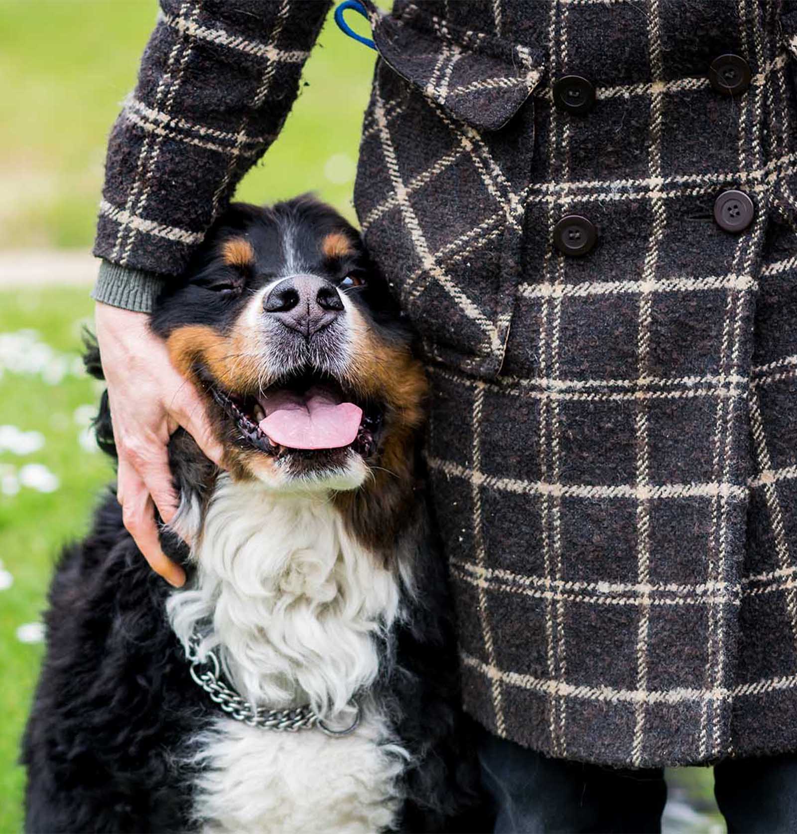 A Bernese Mountain Dog being affectionate with a person